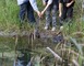 Réserve Naturelle Régionale du Marais de Bonnefont 16 - Mayrinhac-Lentour