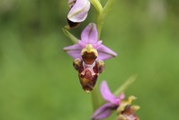 Mouton&orchidée - Romain DESCHAMPS (1)