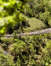 Pastoralisme et biodiversité / Balade commentée