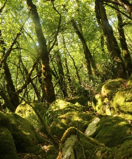 Arbre mort, oasis de vie / Randonnée découverte