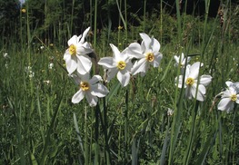 Narcisse