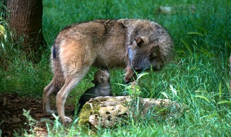 Parc Animalier de Gramat - Gramat