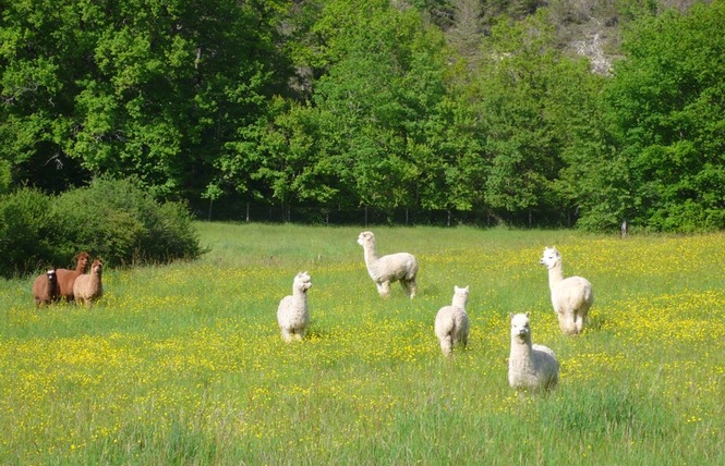 Alpagas du Quercy 3 - Frayssinet
