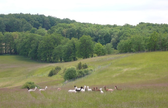 Alpagas du Quercy 6 - Frayssinet
