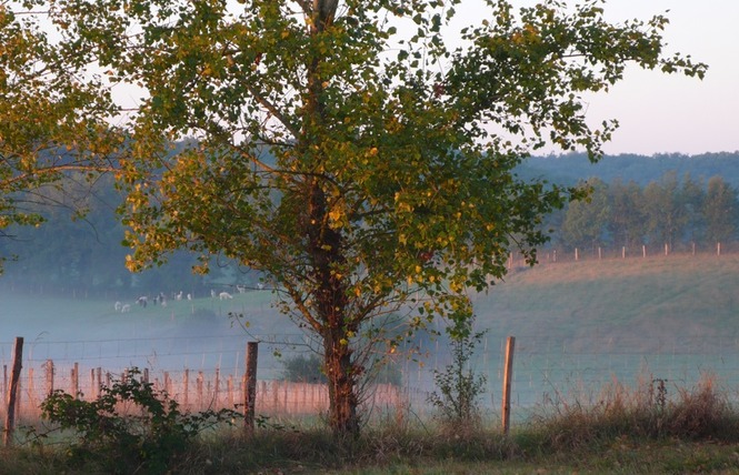 Alpagas du Quercy 10 - Frayssinet