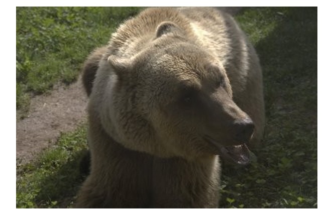 Parc Animalier de Gramat 21 - Gramat