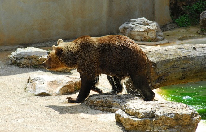 Parc Animalier de Gramat 4 - Gramat