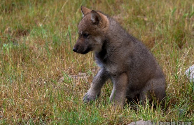 Parc Animalier de Gramat 14 - Gramat