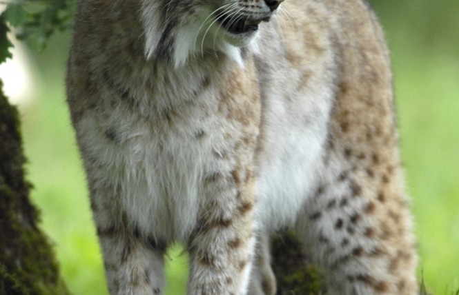 Parc Animalier de Gramat 13 - Gramat