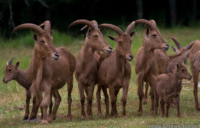 Parc Animalier de Gramat 17 - Gramat