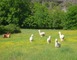Alpagas du Quercy 3 - Frayssinet