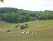 Alpagas du Quercy 6 - Frayssinet
