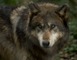 Parc Animalier de Gramat 20 - Gramat