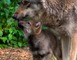 Parc Animalier de Gramat 12 - Gramat