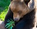 Parc Animalier de Gramat 16 - Gramat